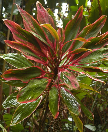 Botanical Gardens